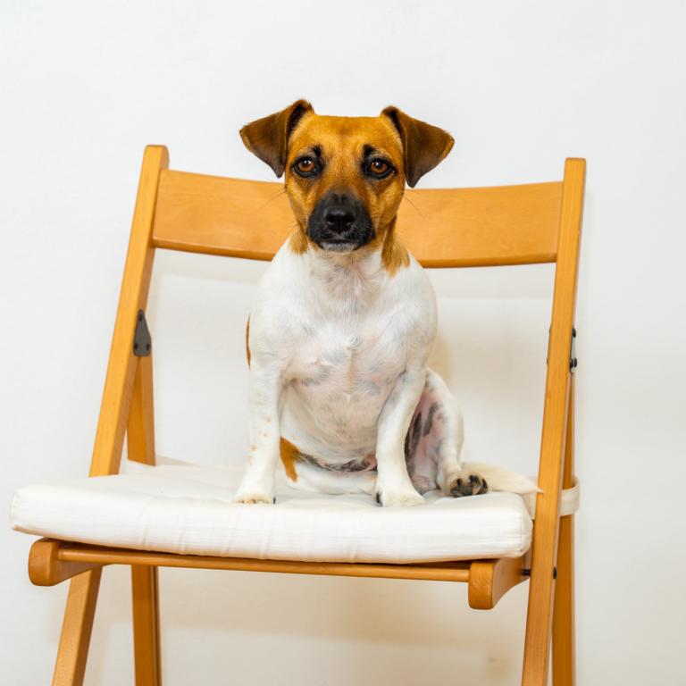 Buerohund-Stadler-Jetzt-Versicherungsmakler